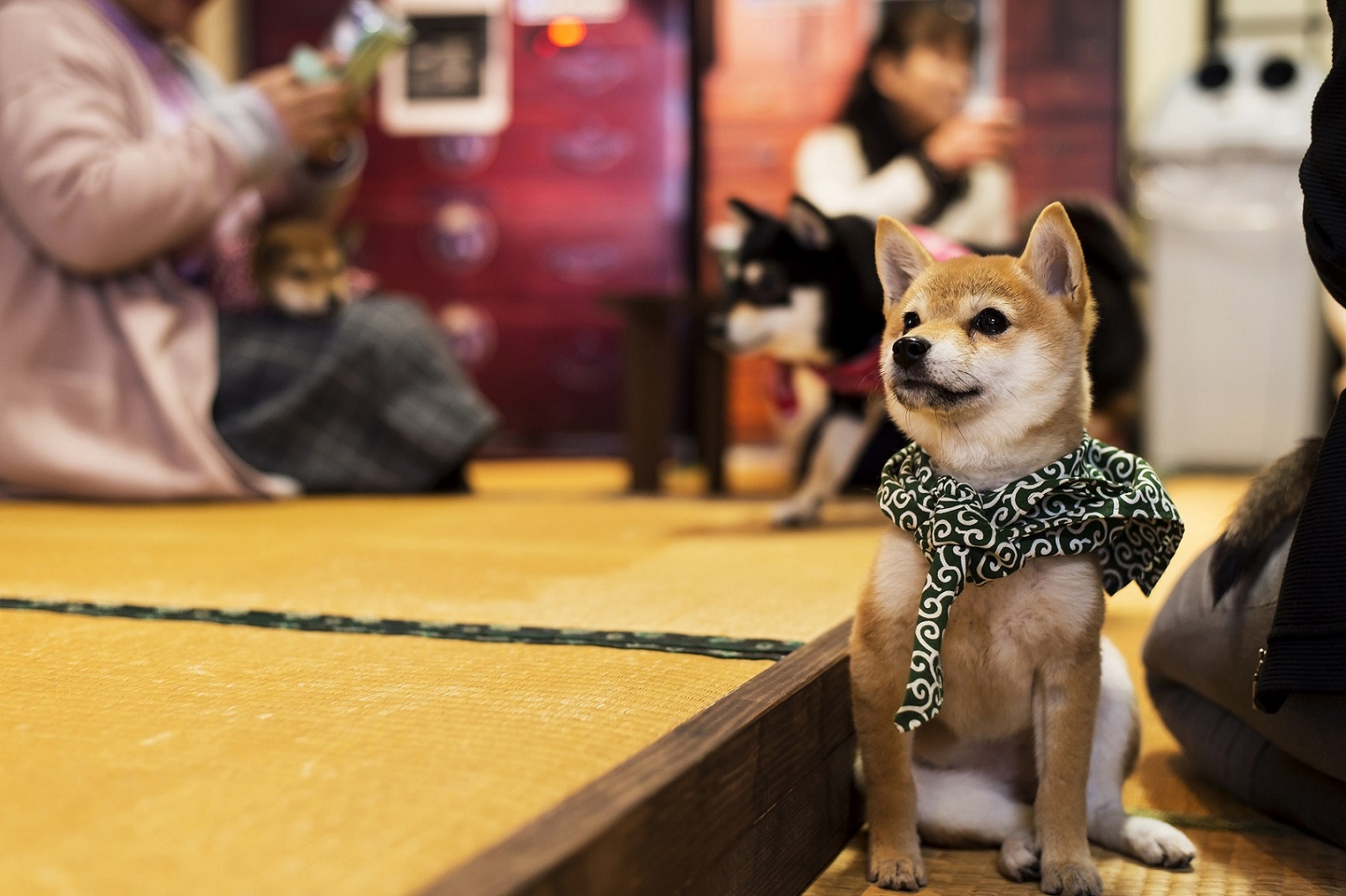 豆柴カフェ大阪店